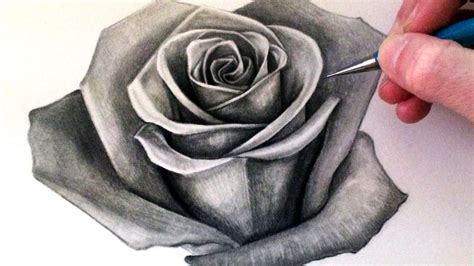 drawing of a rose|realistic drawing of a rose.